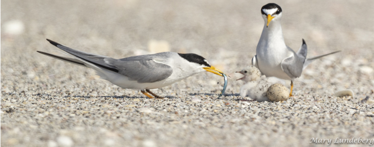 A least tern adult feeds its newly hatched chick